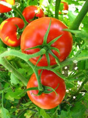 TOMATO 'BIG BEEF'