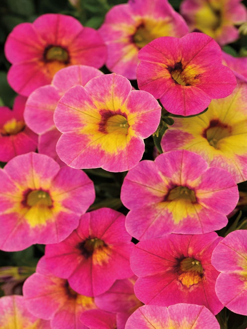 CALIBRACHOA CHAMELEON 'TART DECO'