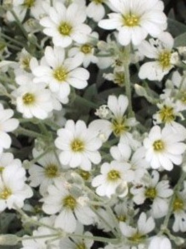 CERASTIUM TOMENTOSUM