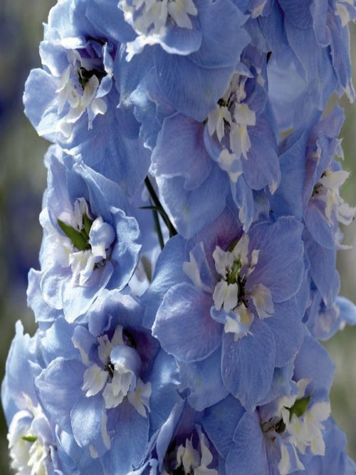 DELPHINIUM 'SKY BLUE'