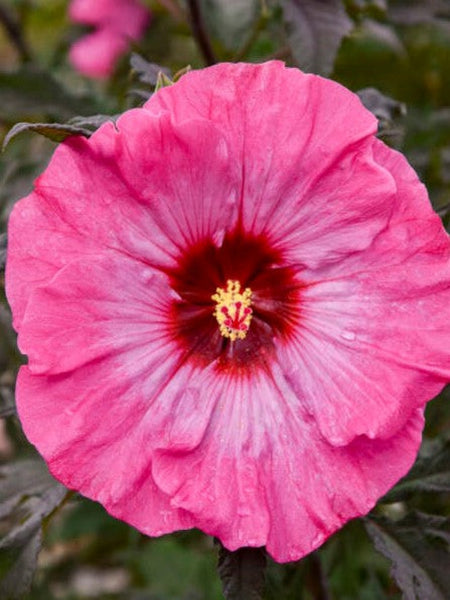 HIBISCUS 'INNER GLOW' – Horlings Plants