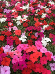 IMPATIENS MIX