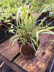 CYMBOPOGON LEMON GRASS