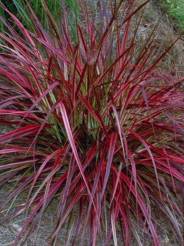 PENNISETUM (FOUNTAIN GRASS) 'RUBRUM'