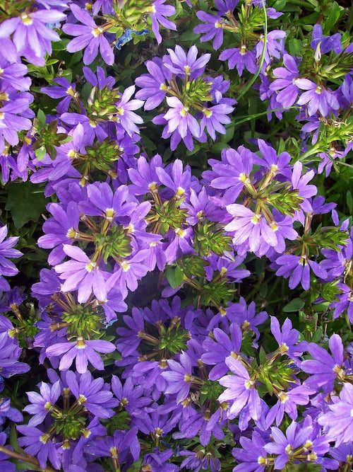 SCAEVOLA 'BLUE CLASSIC'