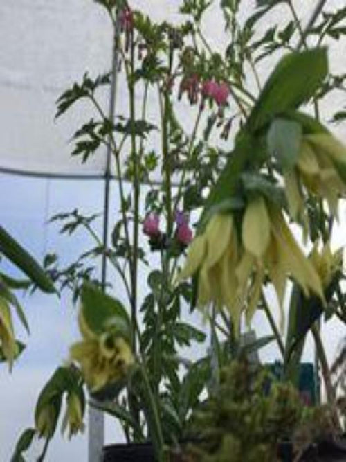 UVULARIA 'GRANDIFLORA'