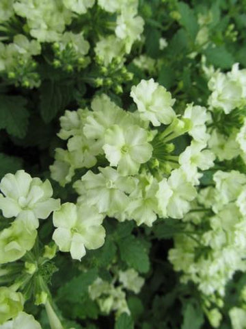 SUCCULENT SEDUM CREEPING MORGANIANUM 'DONKEY'