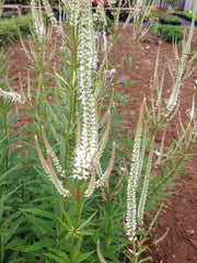 VERONICASTRUM VIRGINICUM 'ALBUM'