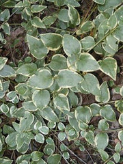 VINCA MAJOR VARIEGATED